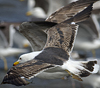 3cy graellsii LBBG in June, ringed in the Netherlands. (135385 bytes)